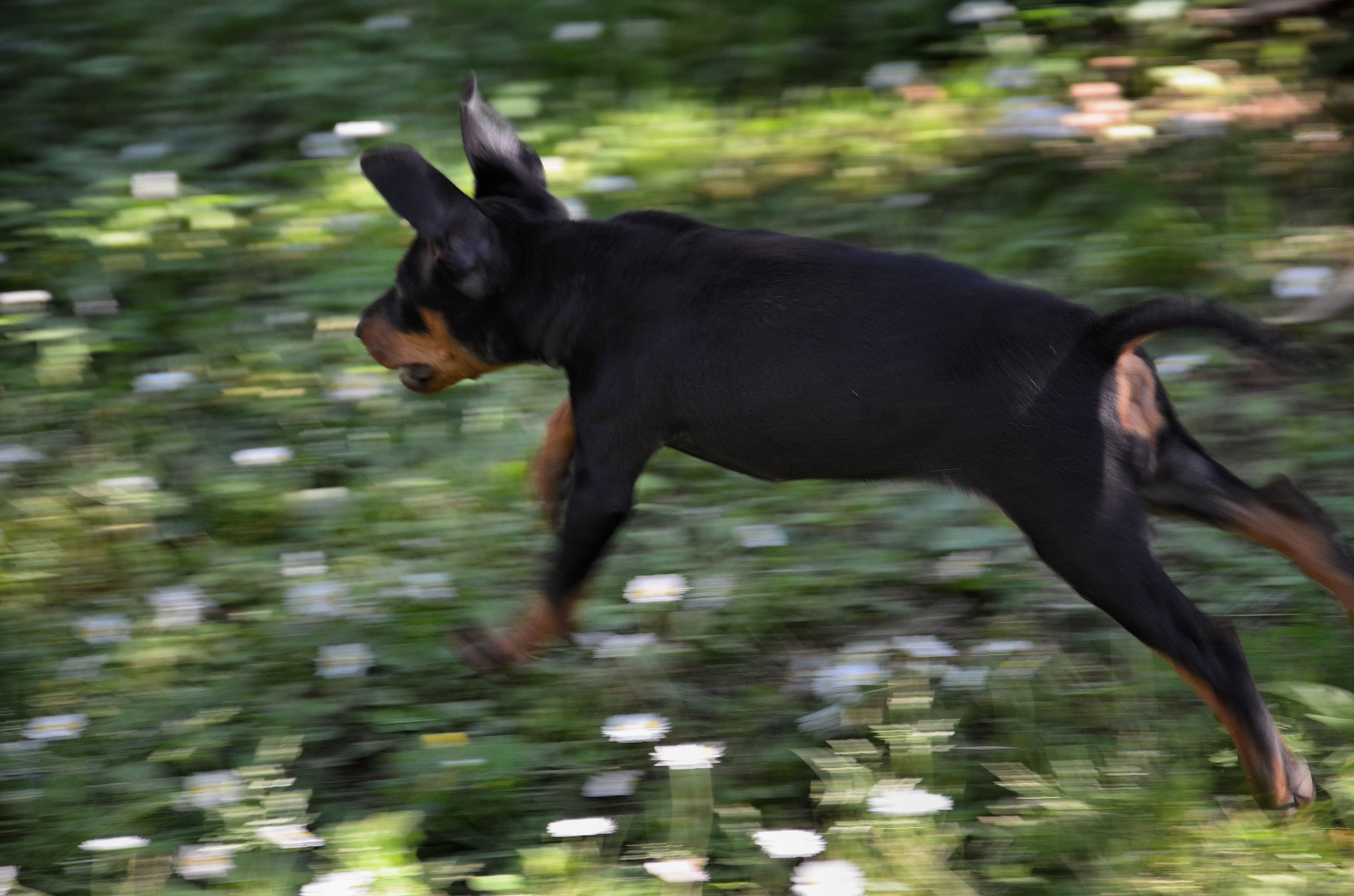 ... Not only donkeys can fly !!!