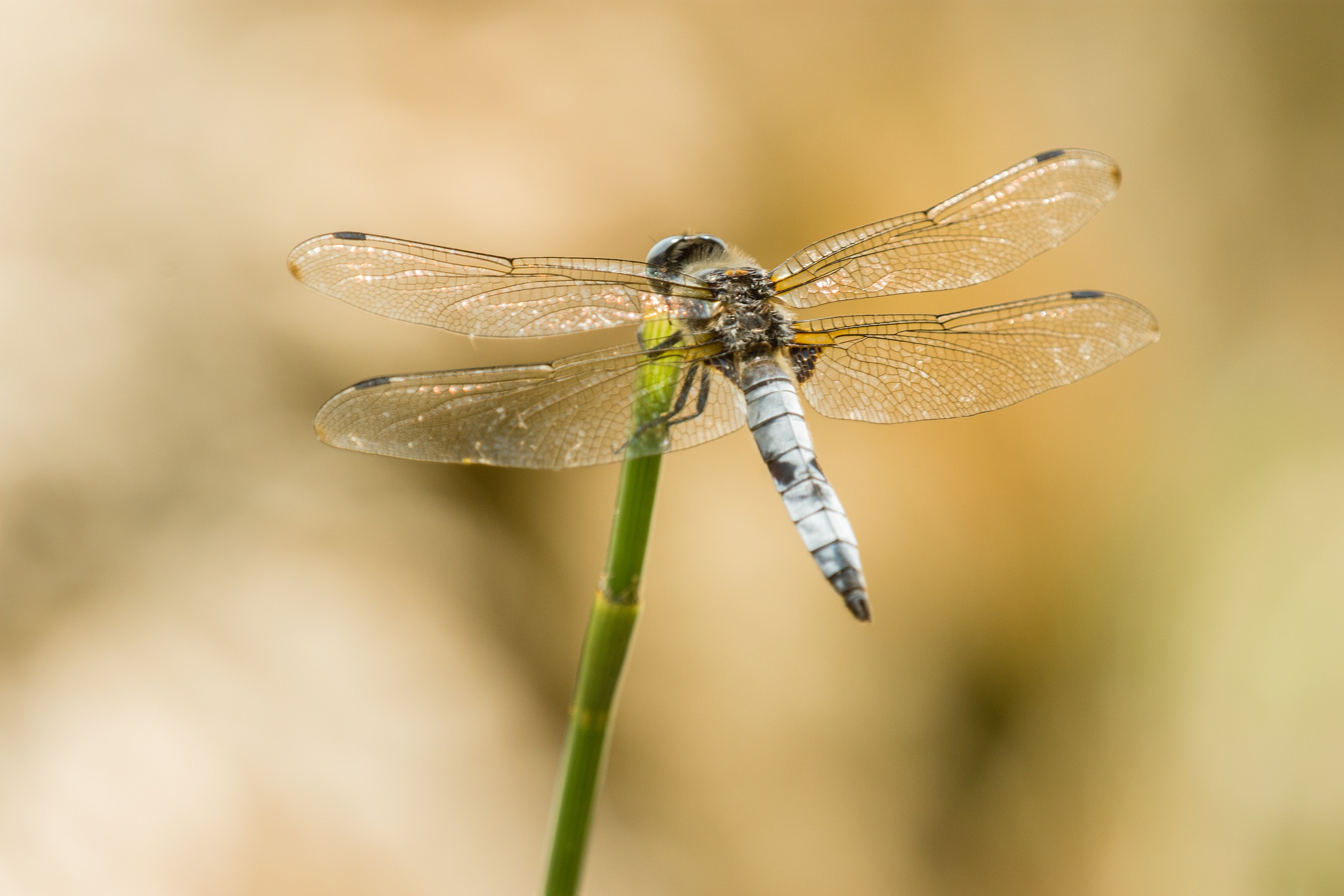 Dragonfly