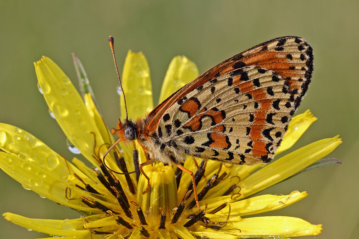 Melitaea su fiore