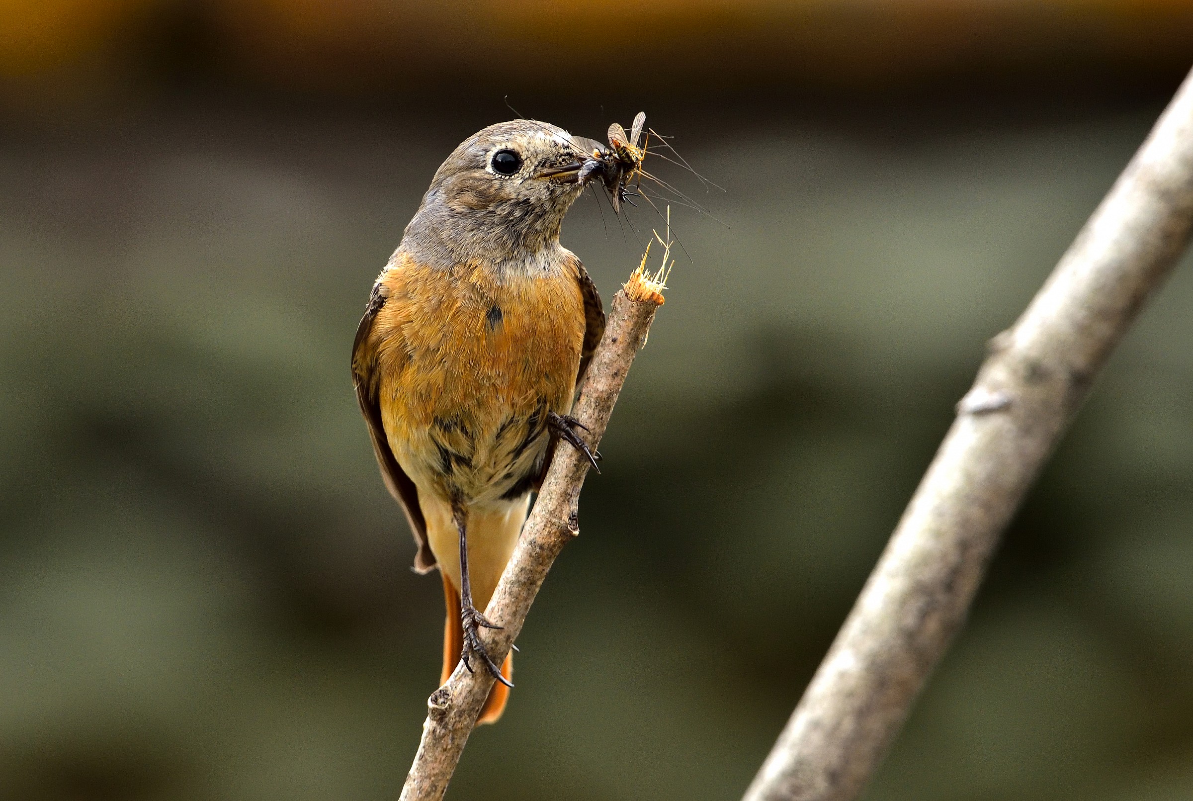 codirosso femmina con imbeccata