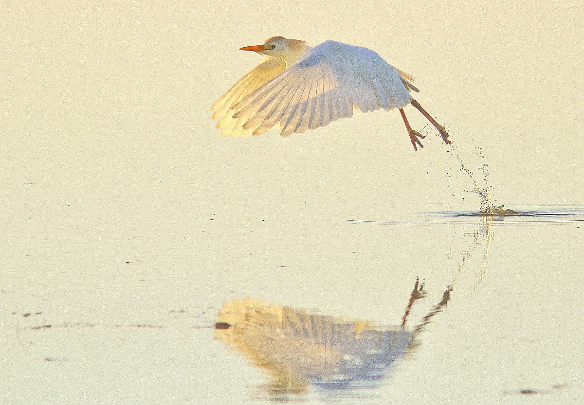 guardabuoi in decollo