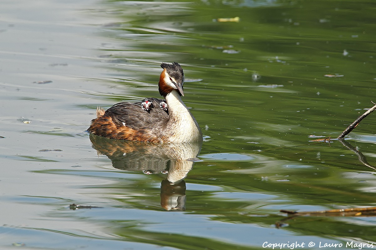 Special Transportation