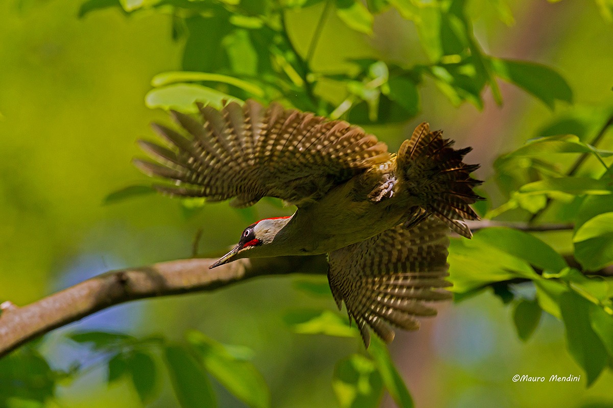 Green Woodpecker male