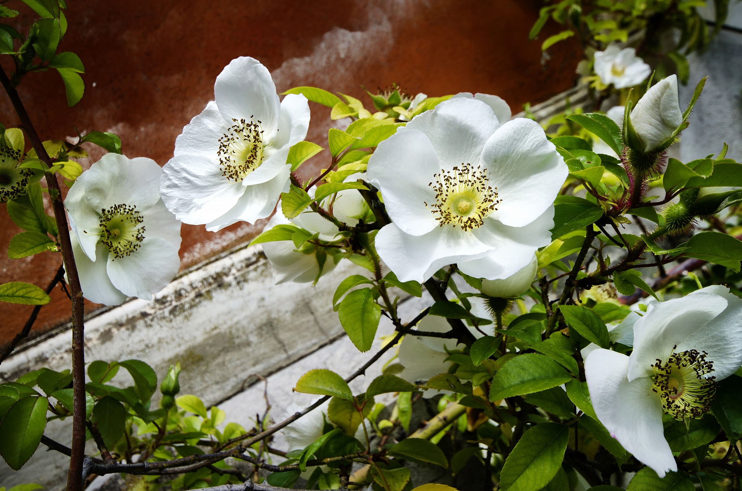 Stat rosa pristina .....