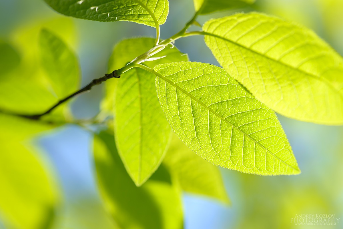 Bird-cherry tree leafs
