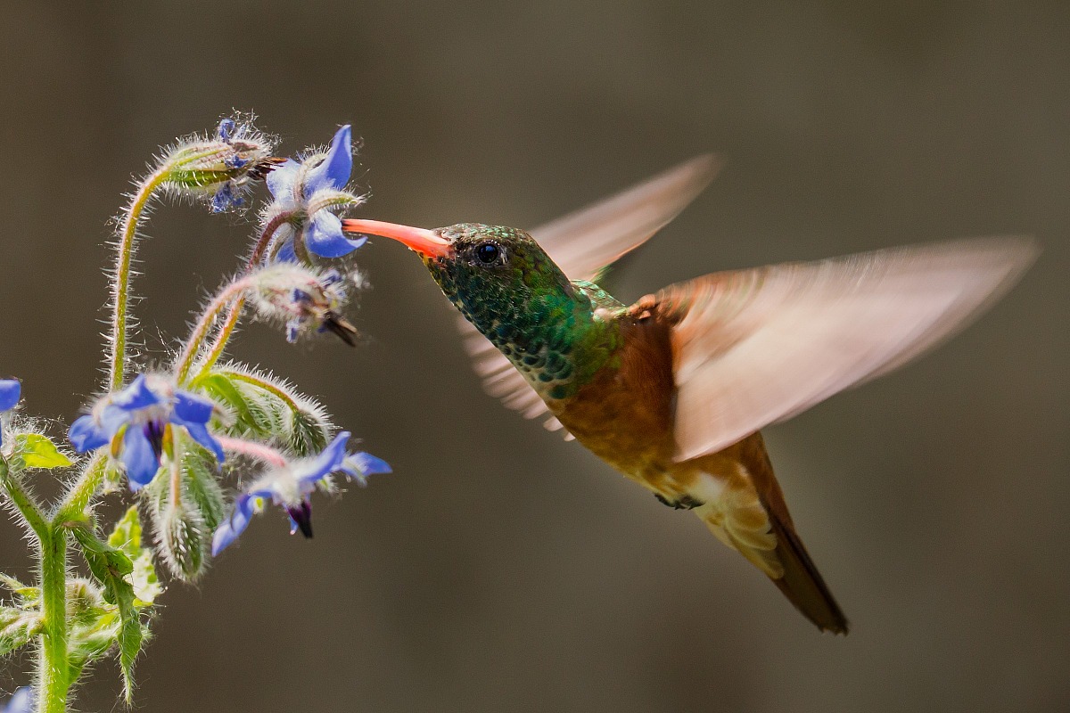 Como Baila El Colibrì!!