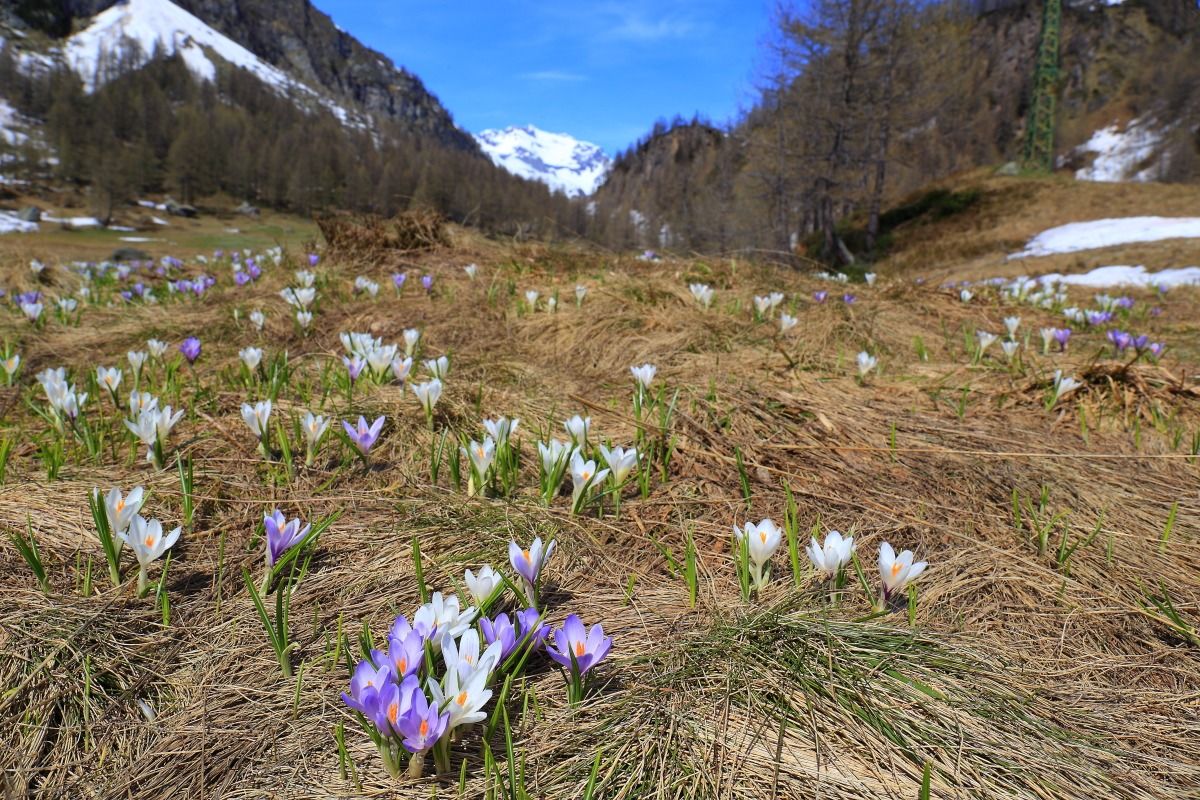 time of Crocuses