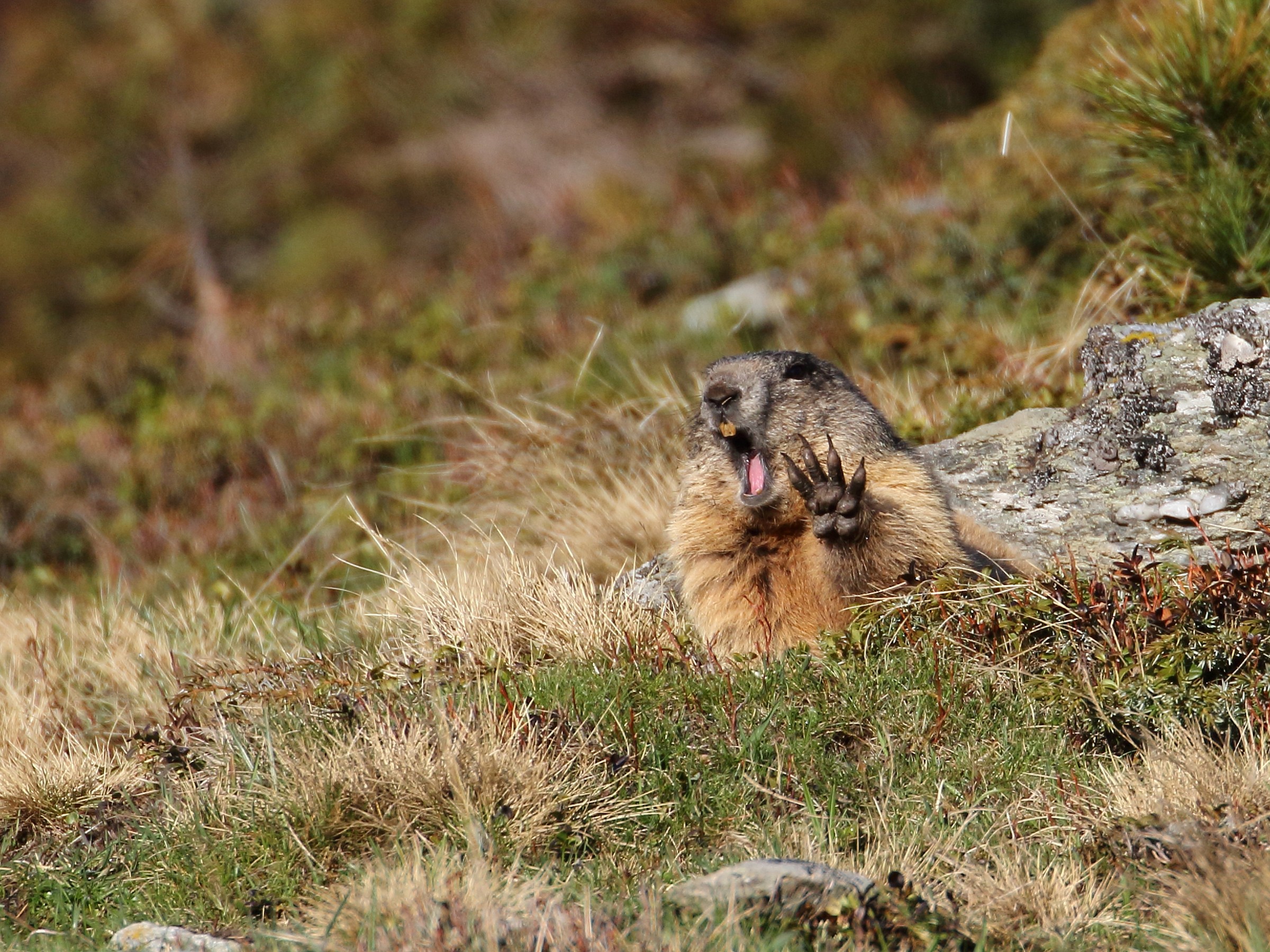 Marmot sbadigliona
