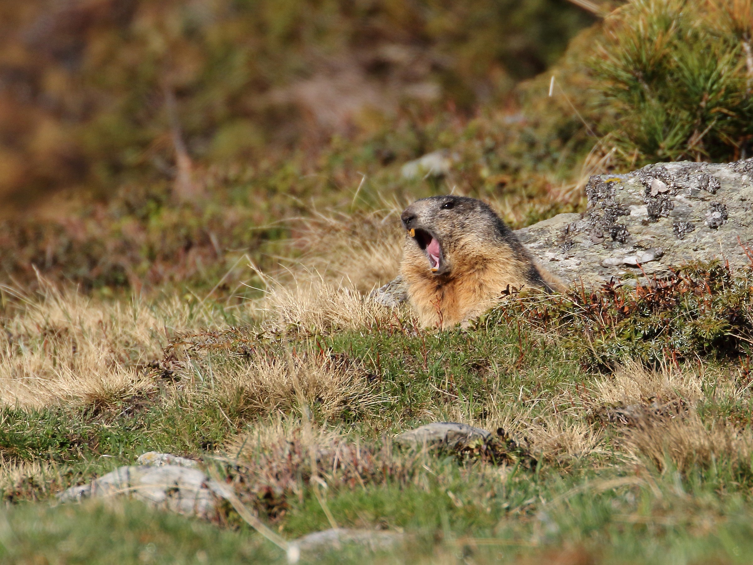 Marmot at first awakening