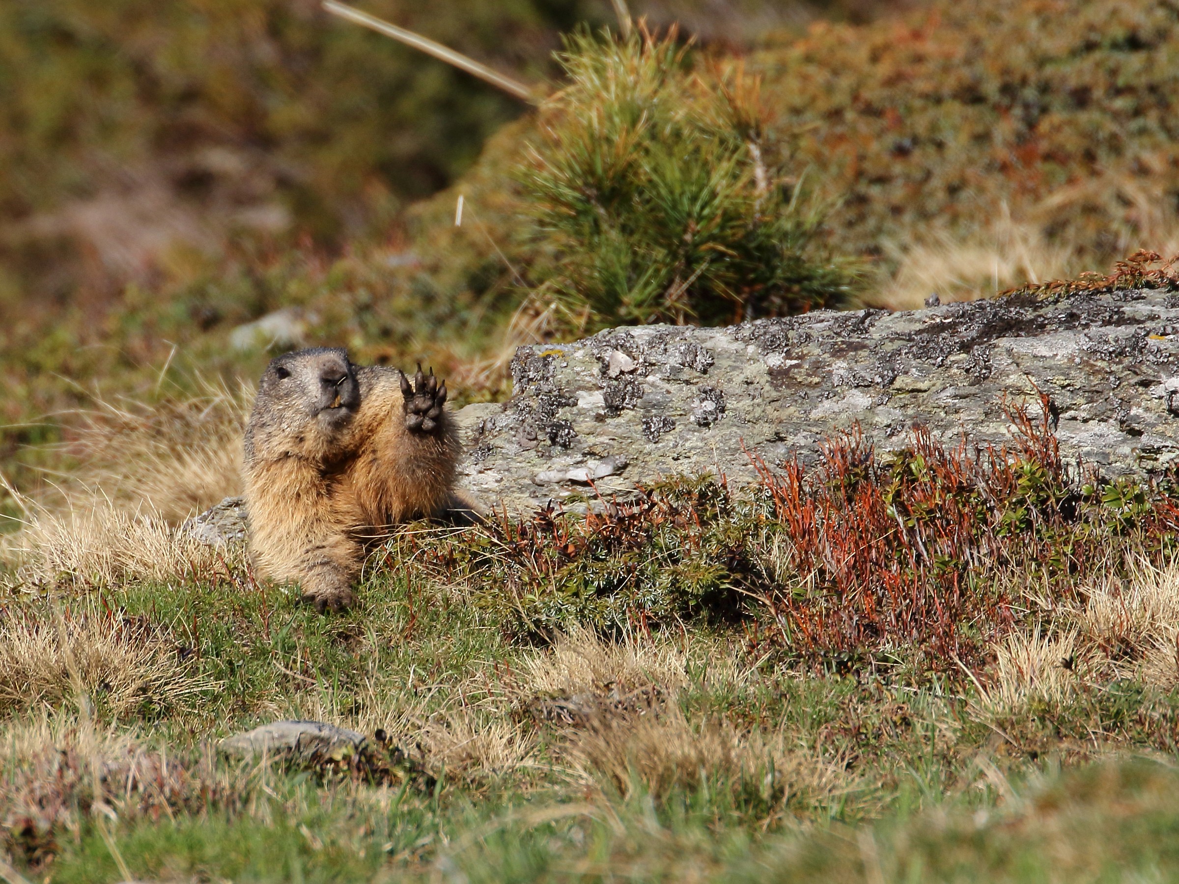 Marmot. Greeting