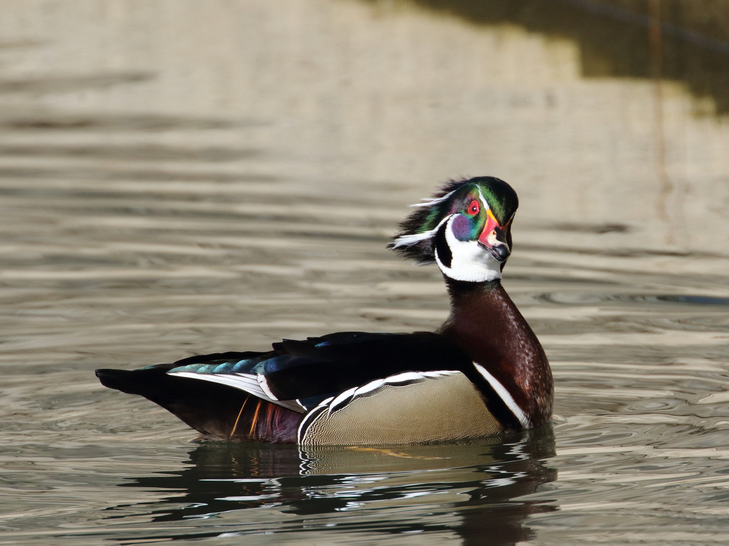 Wood Duck