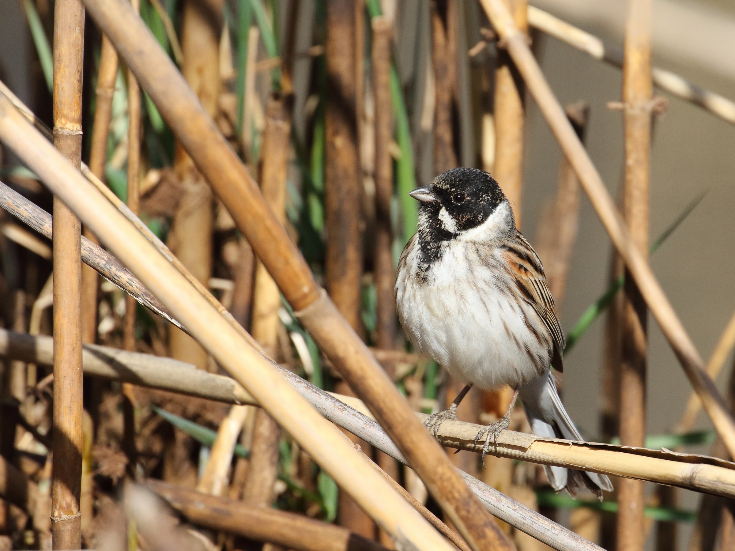 Reed Bunting