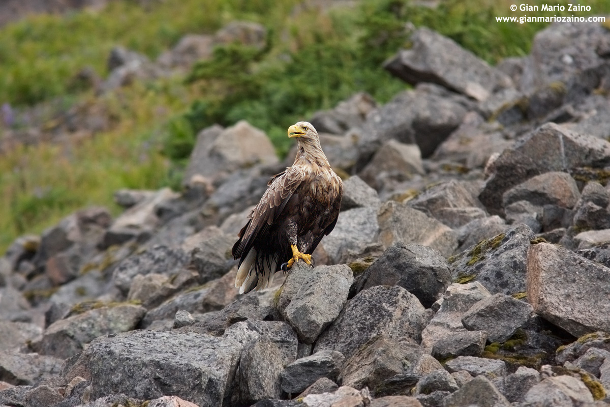 Wildlife - Norway & Finland, Henningsvaer 2010