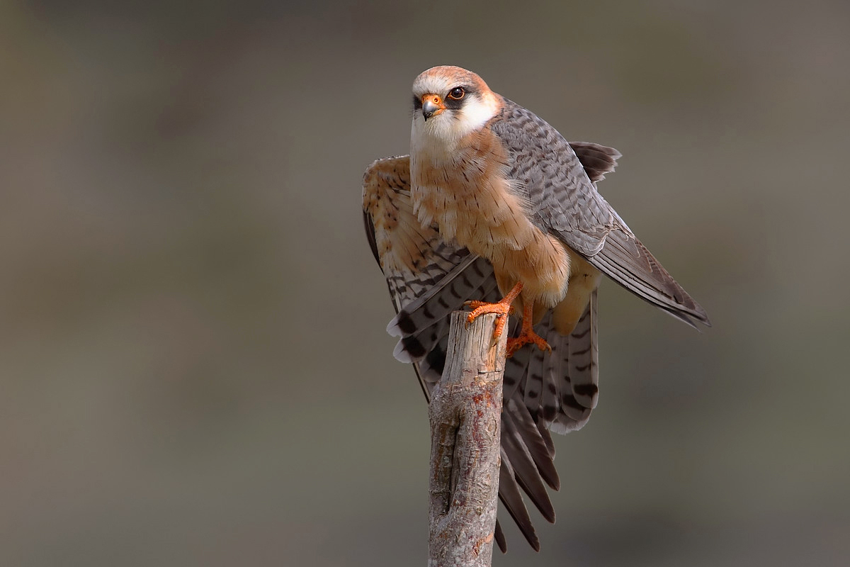 stretching wing paw female red-footed falcon