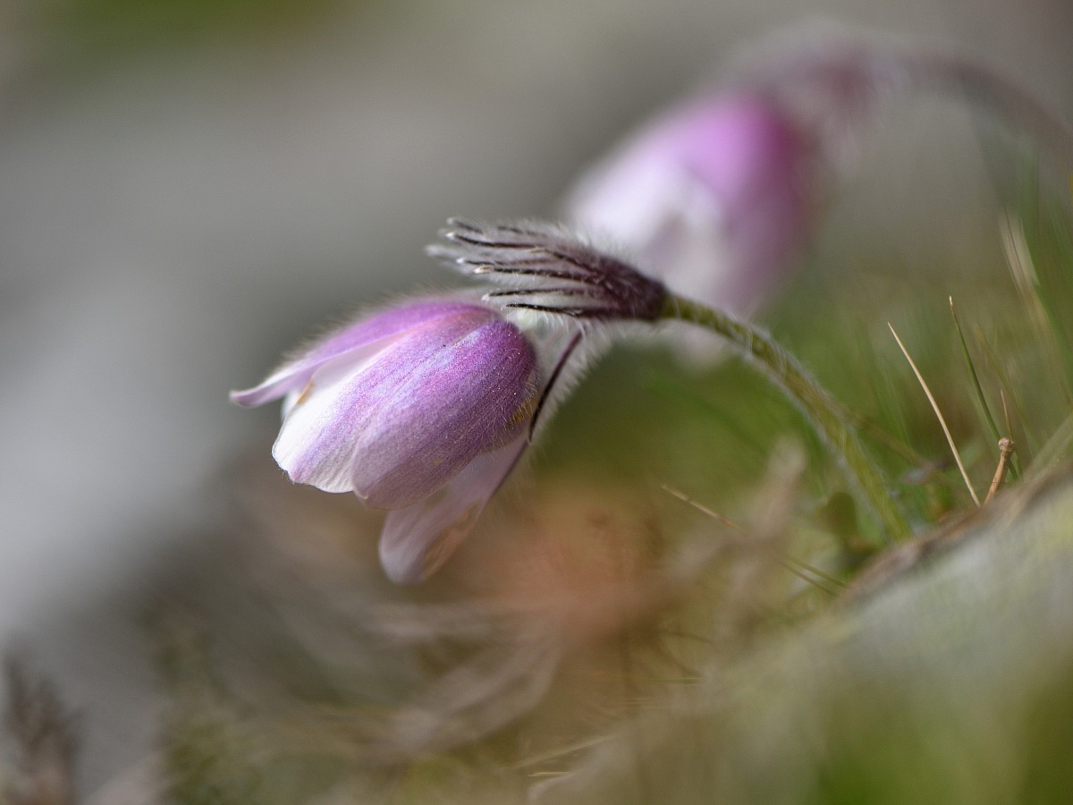 Pulsatilla Vernalis