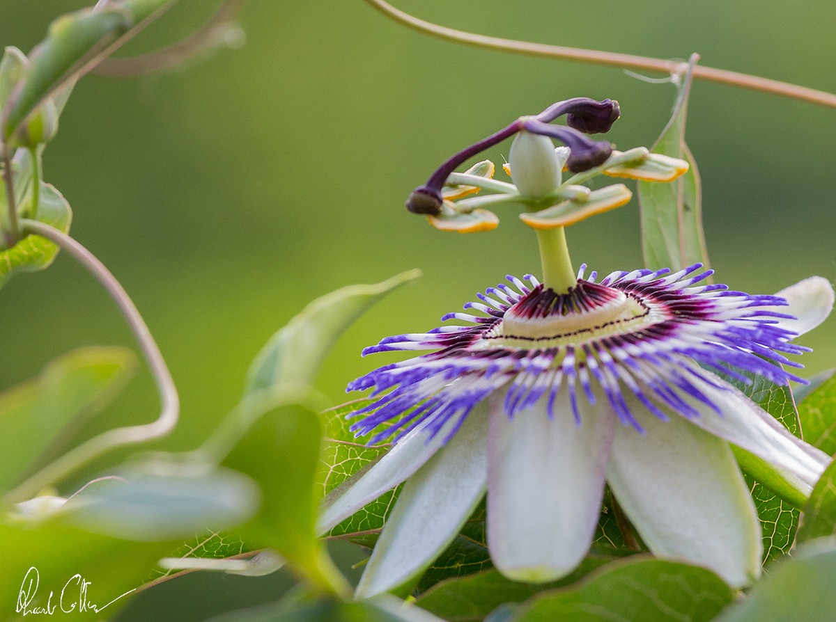 Passiflora