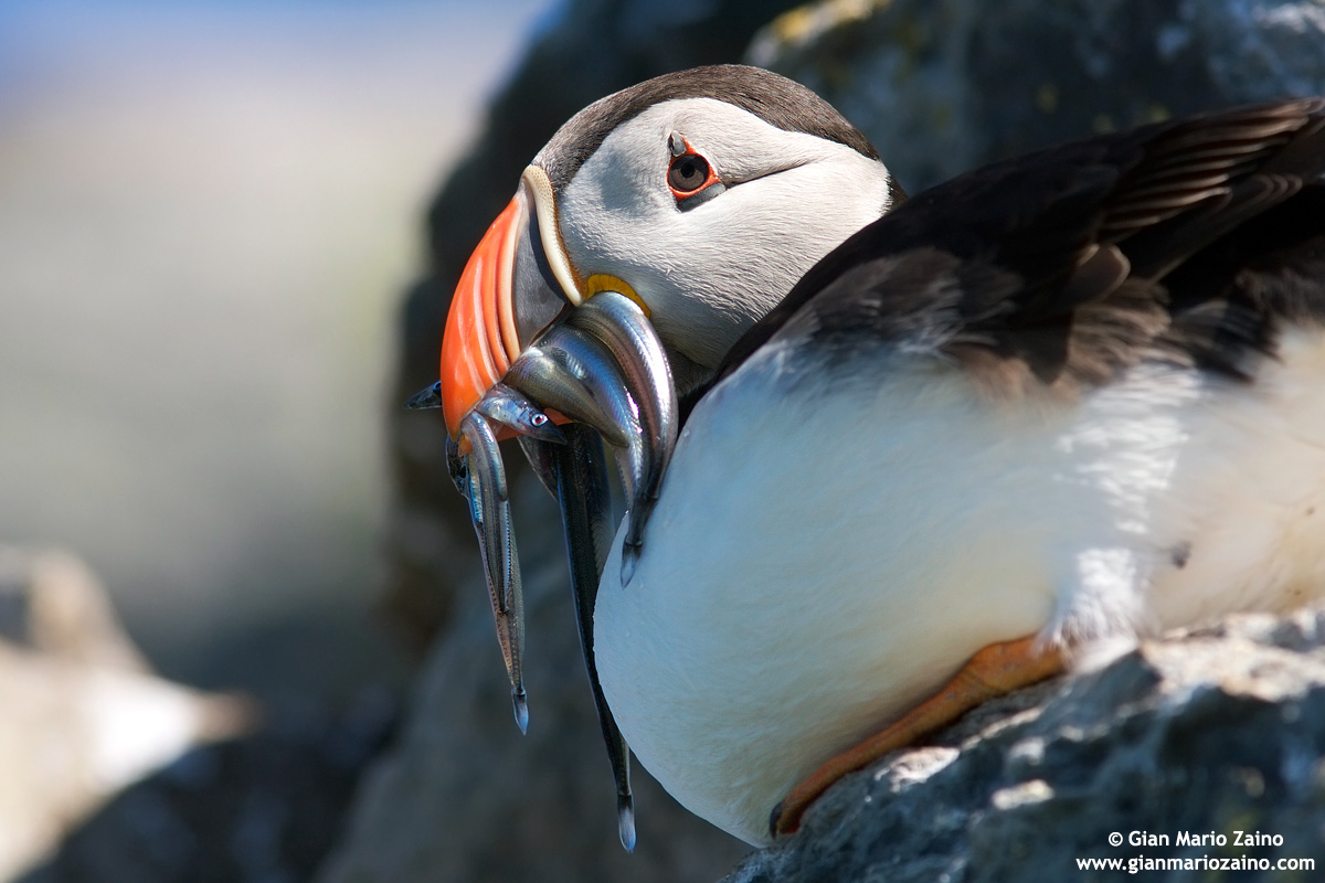 Fratercula arctica / Pulcinella di mare