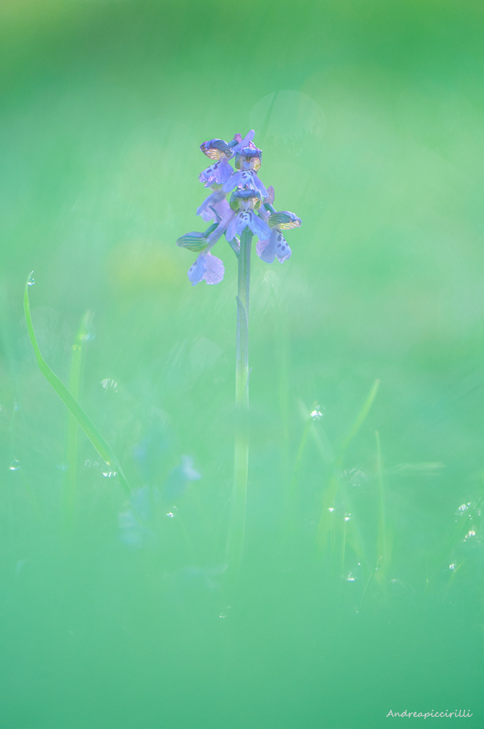 Anacamptis morio.
