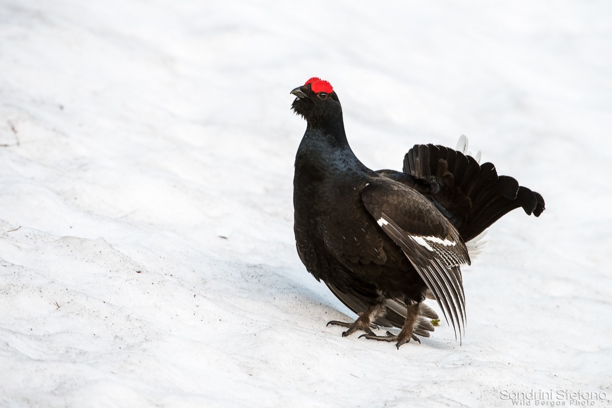 Gallo Forcello primo anno