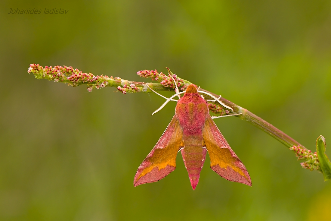 Deilephila porcellus