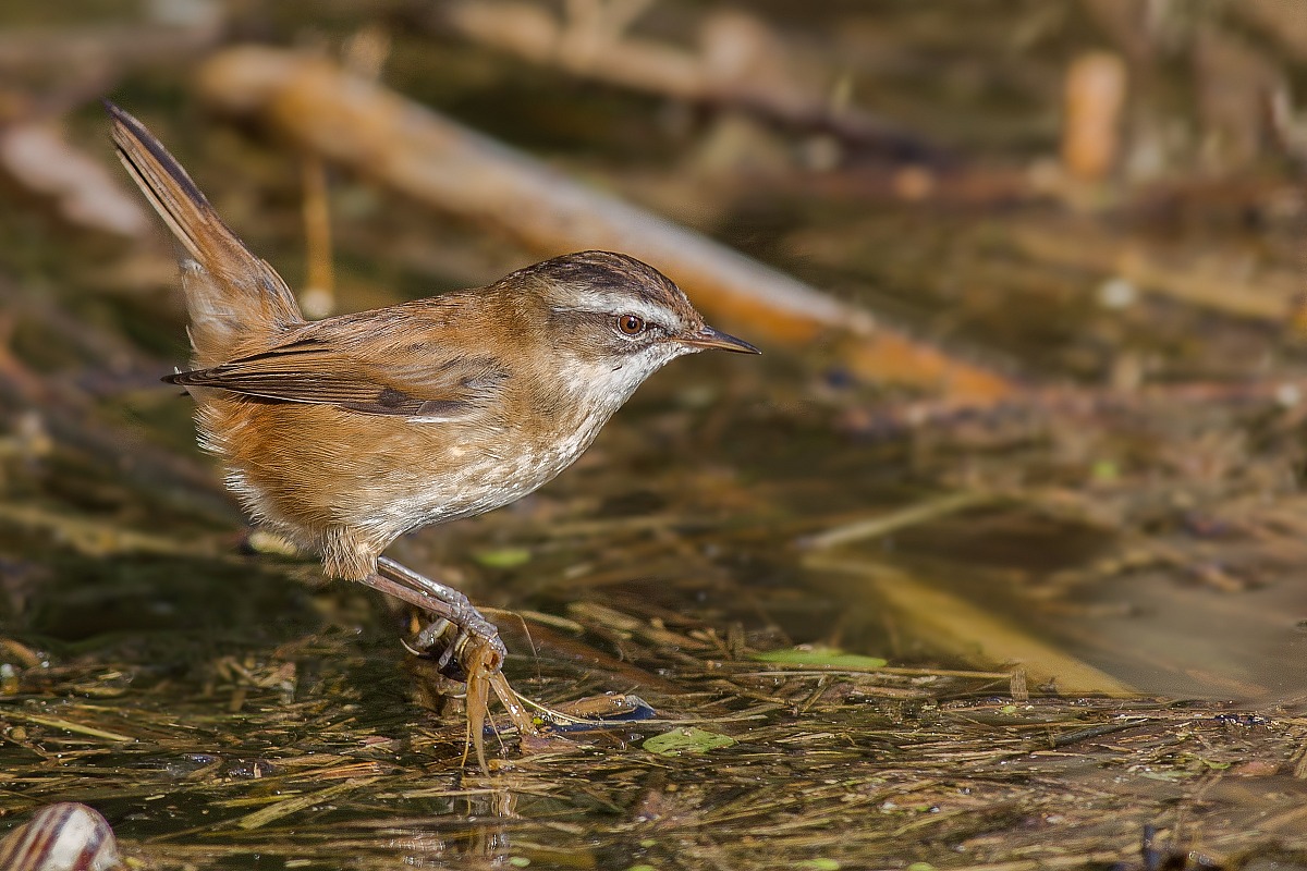 Moustached warbler