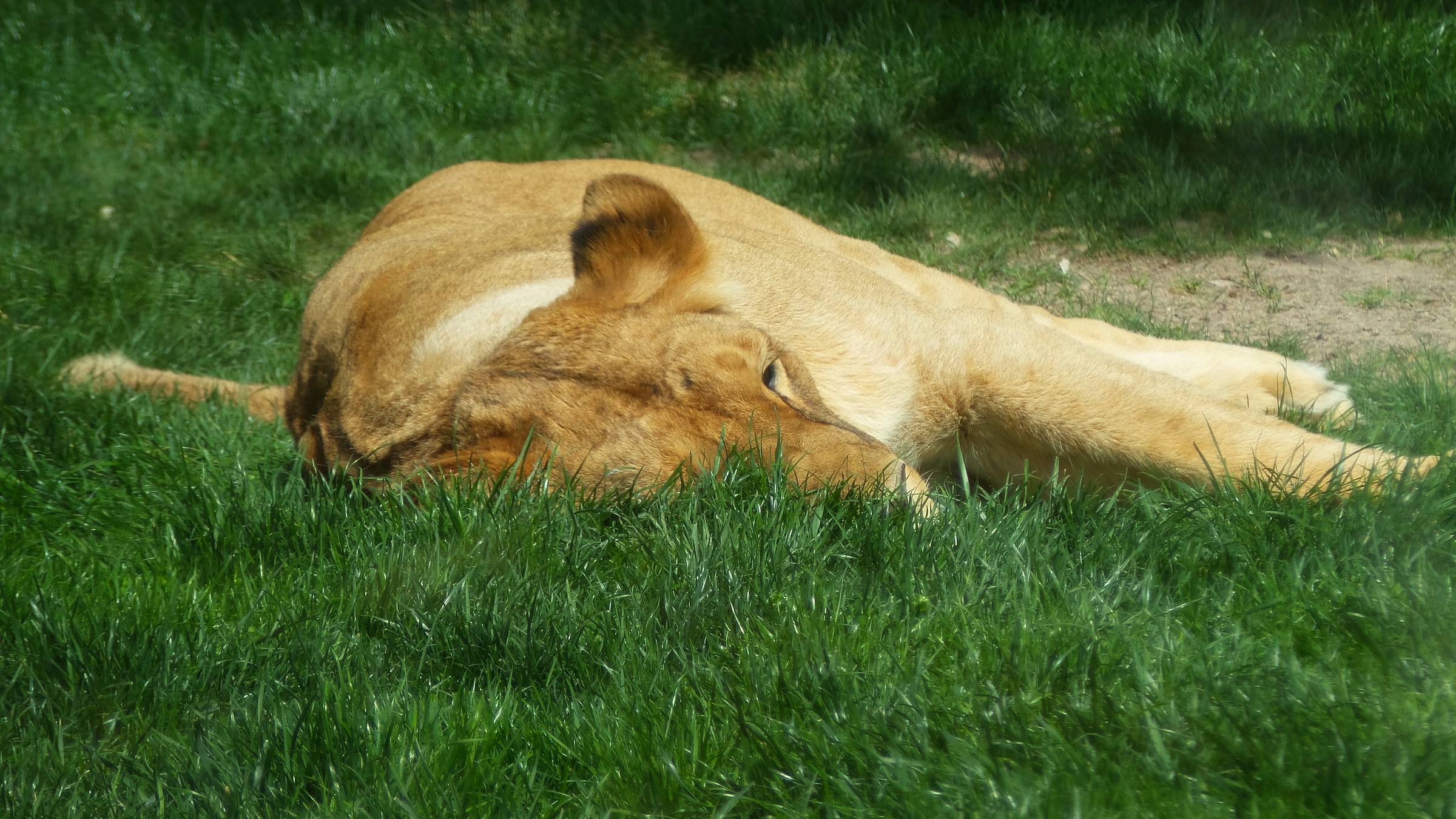 bio park vlc - lion sleep -