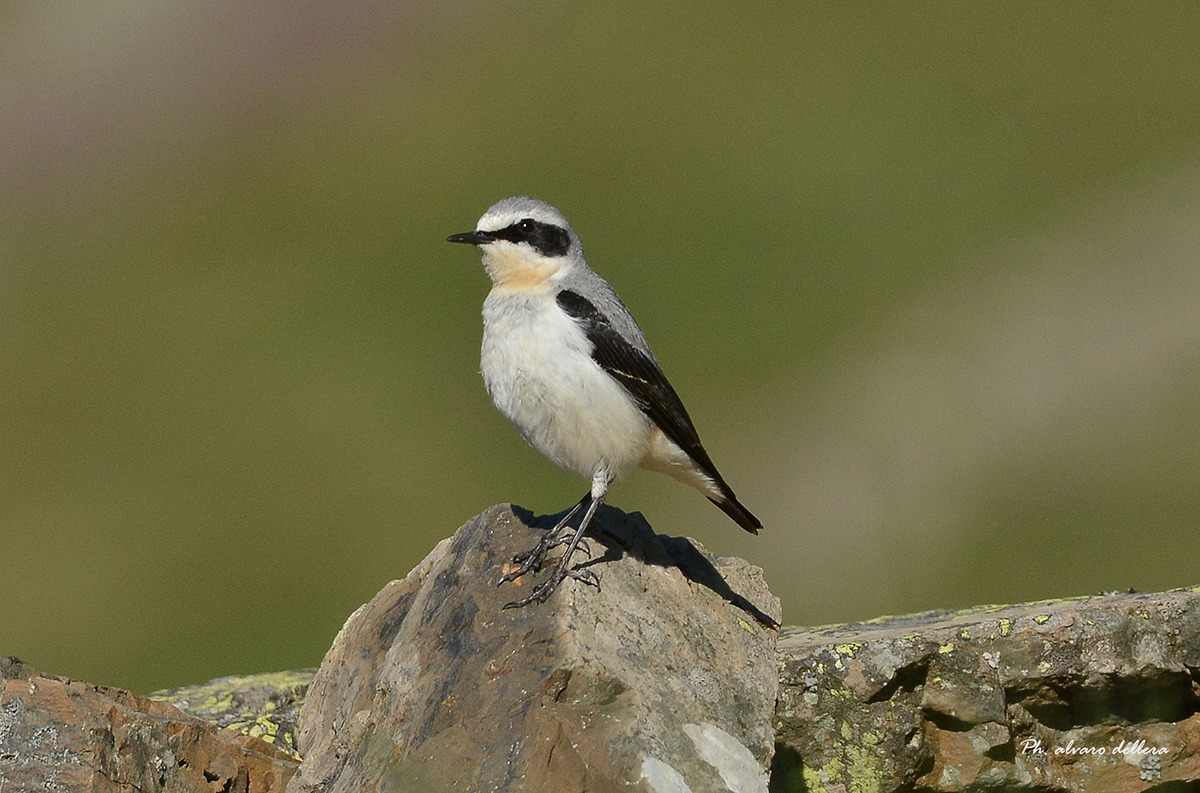culbianco maschio primo avvistamento