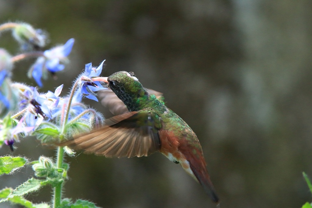 Colibri