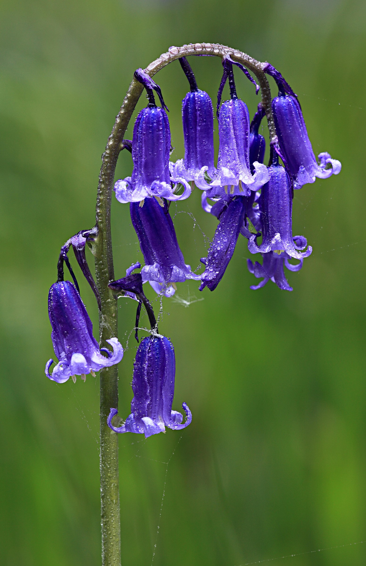 Bluebell