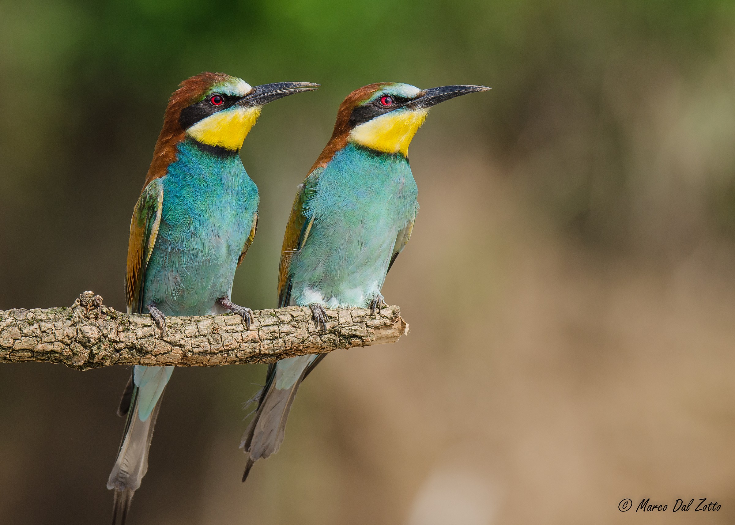 Hao!! Ma l'hai visto quello!?!