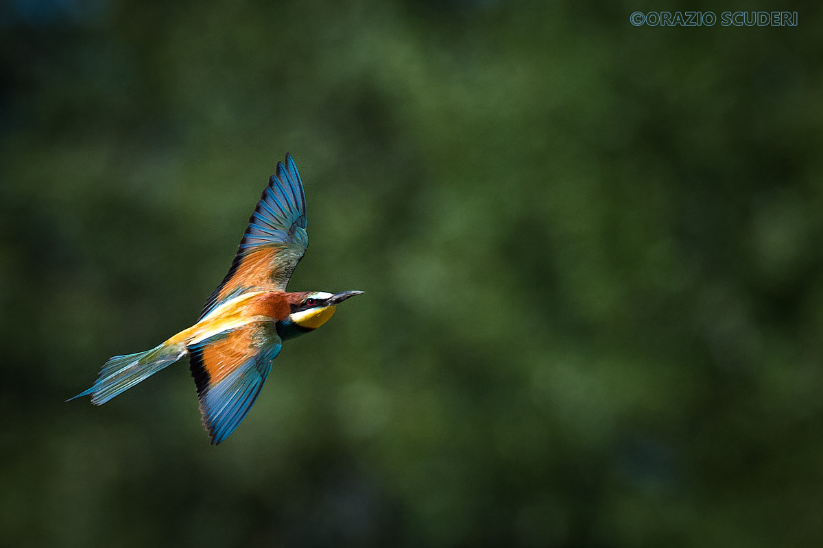 Merops apiaster