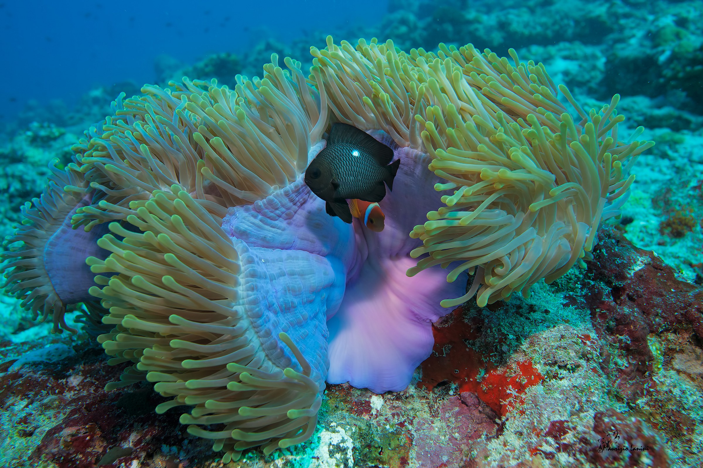 Anemone e dascyllus