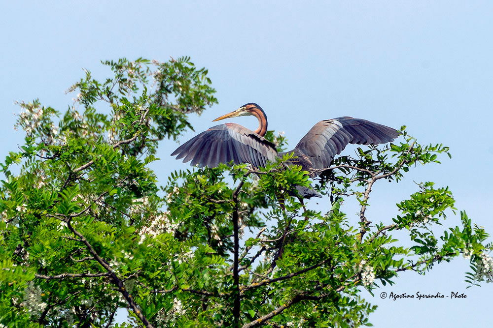 Purple Heron (Ardea purpurea)