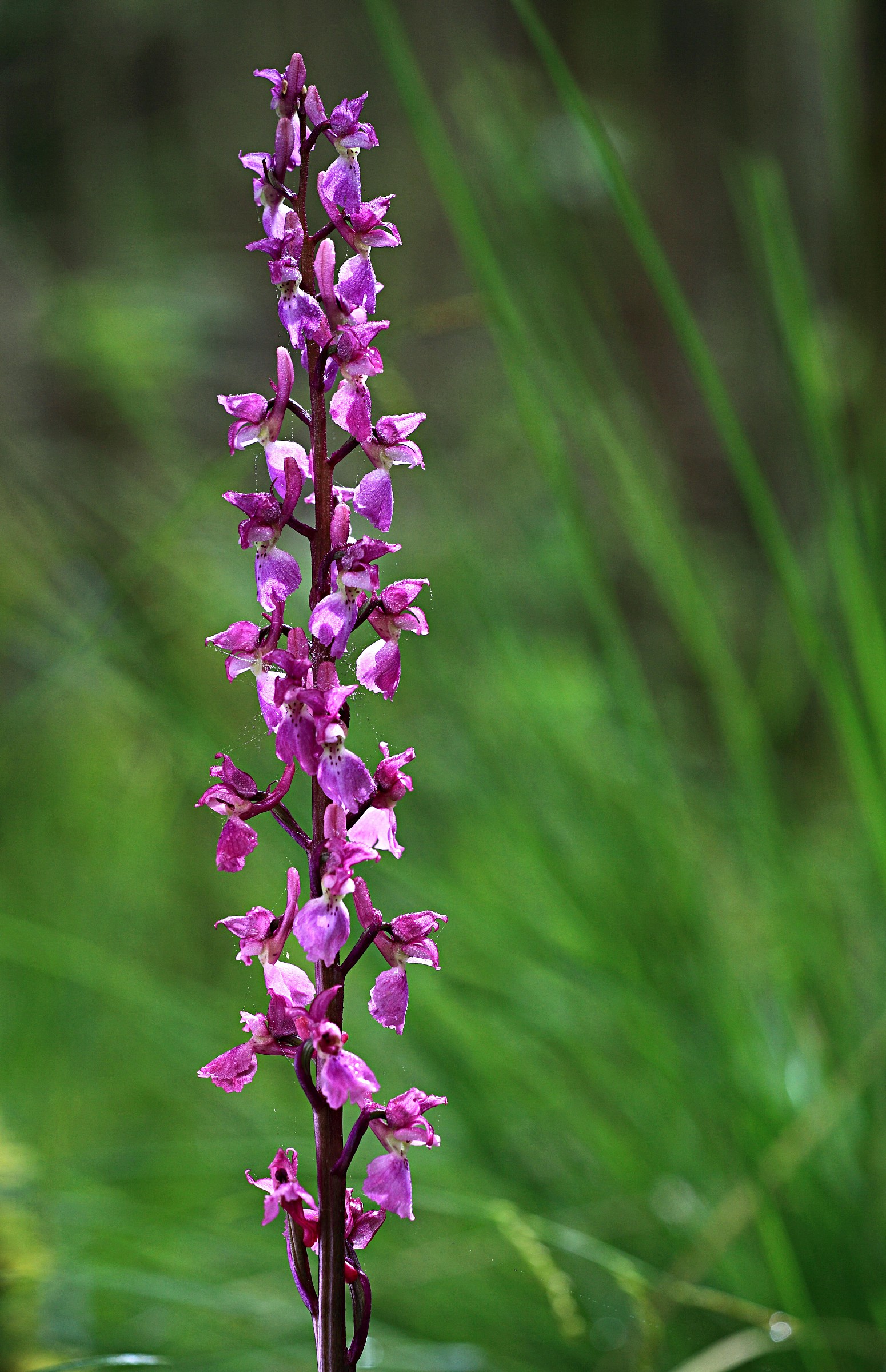 Orchis mascula