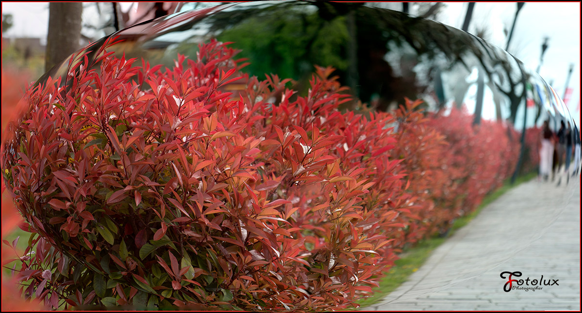 Siepe alla lente d'ingrandimento