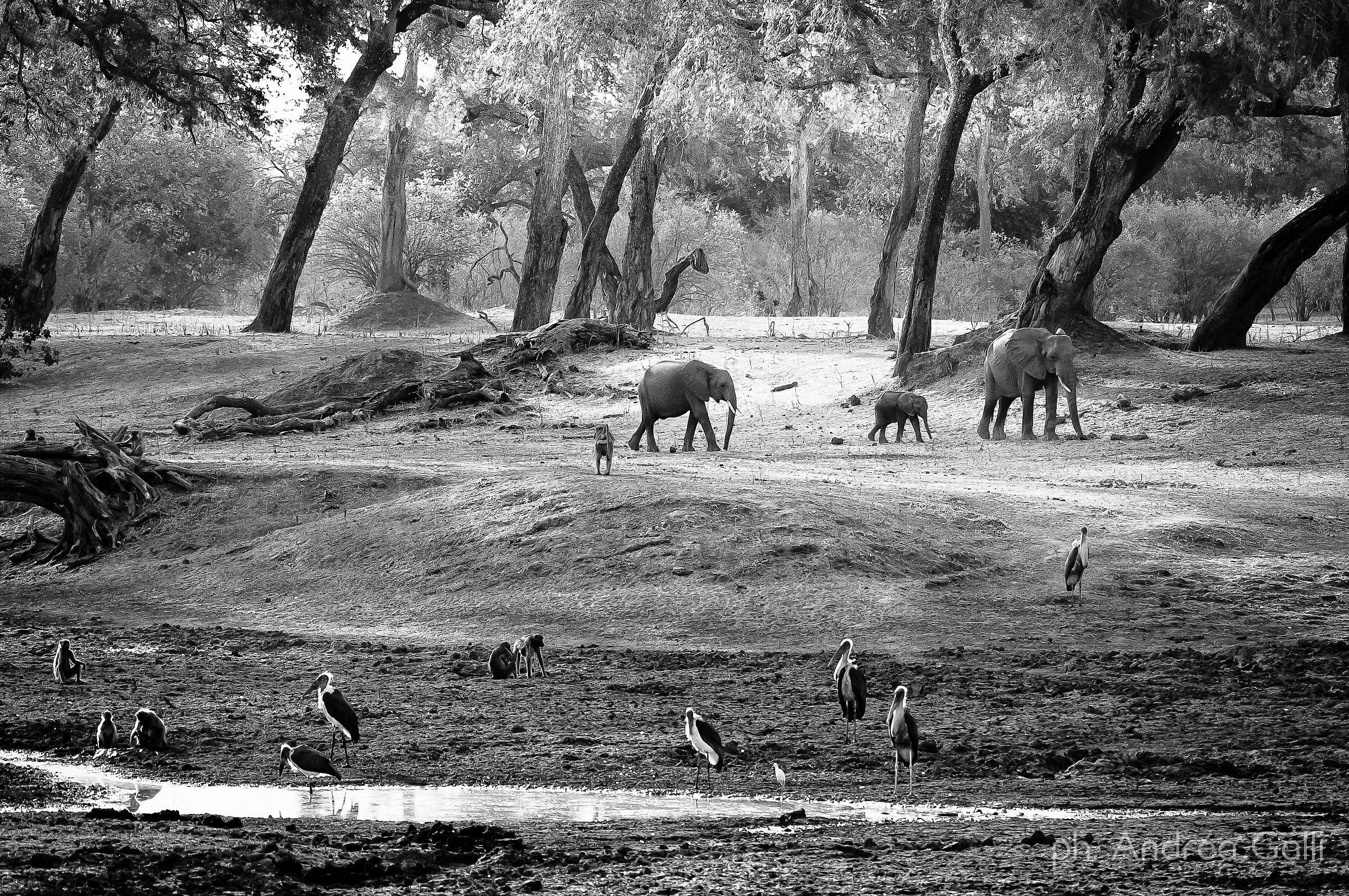 la foresta incantata