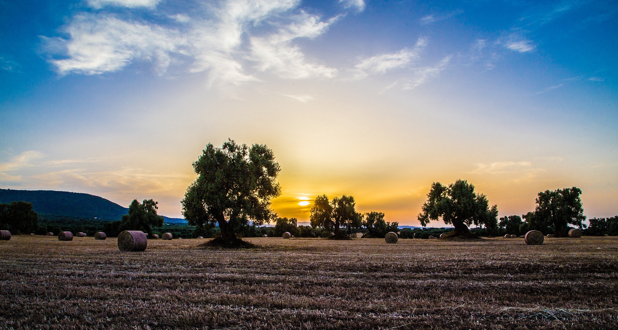 tramonto tra ulivi e rotoballe