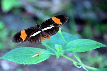 Heliconius sara