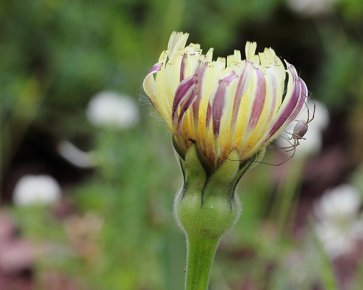 Urospermum dalechampii