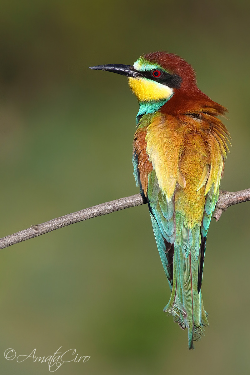 Gruccione - Merops apiaster (Linnaeus, 1758)