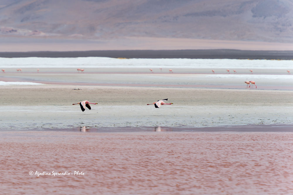 James' Flamingo (Phoenicoparrus jamesi)