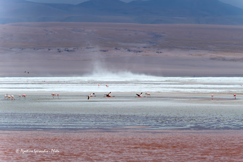 James' Flamingo (Phoenicoparrus jamesi)