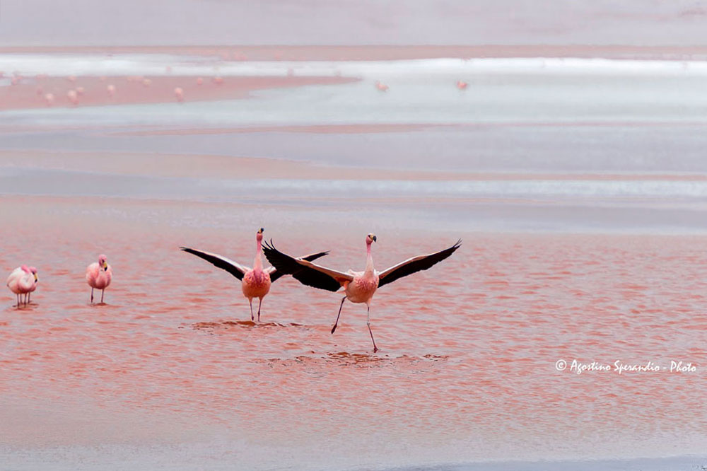 James' Flamingo (Phoenicoparrus jamesi)