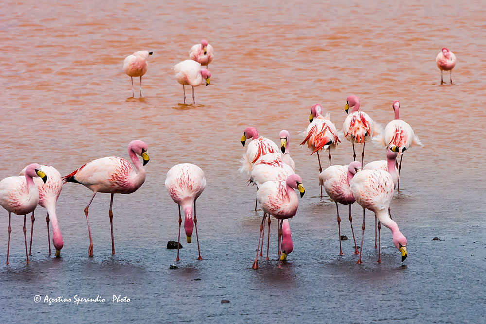 James' Flamingo (Phoenicoparrus jamesi)