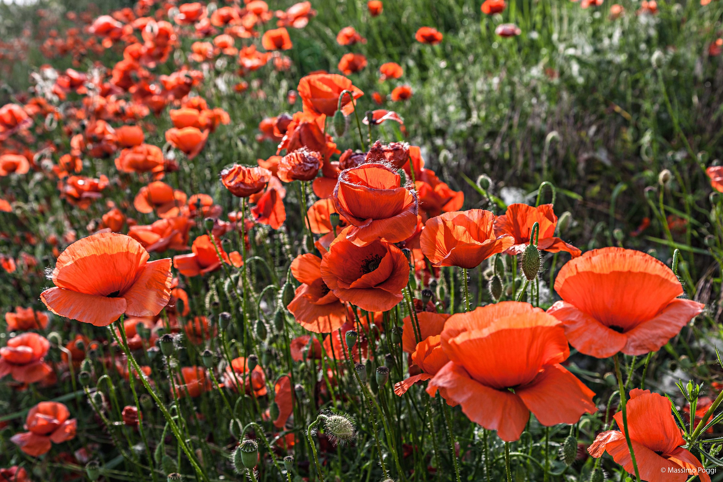 Papaveri rossi