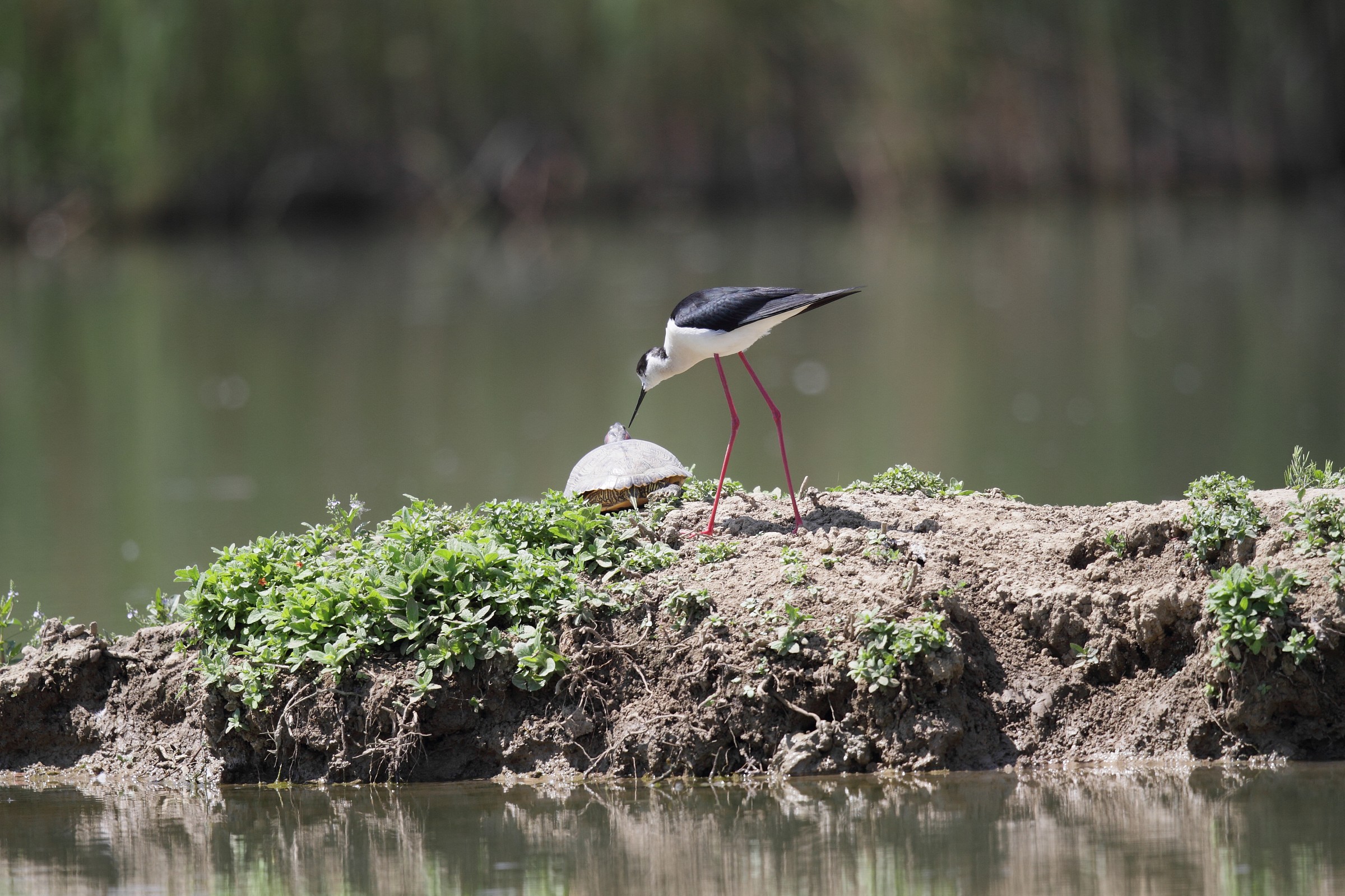 Companions of everyday life