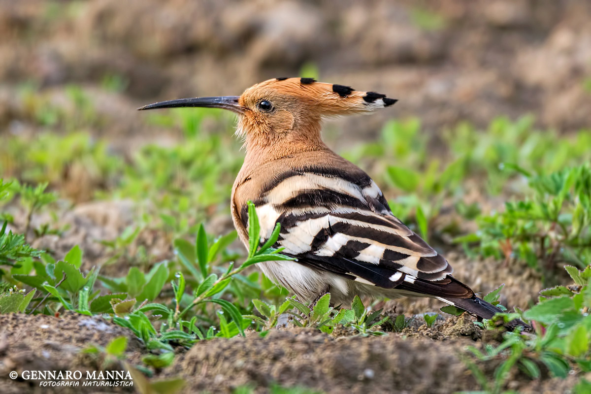 Hoopoe (Upupa epops)