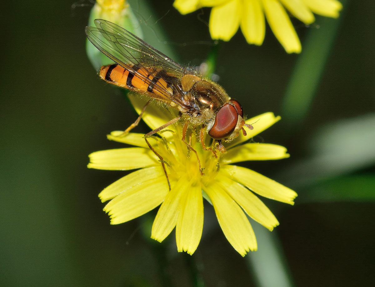 Hoverfly