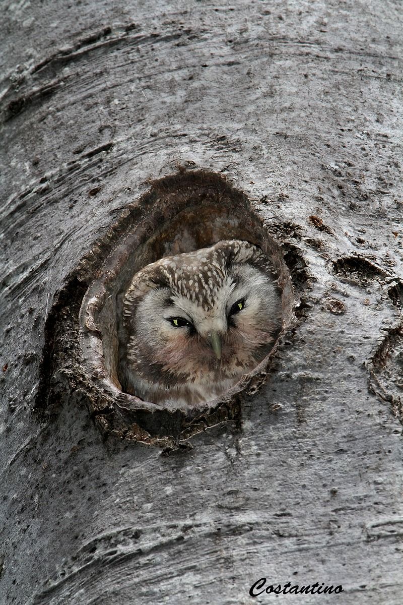 Boreal owl (Aegolius funereus)