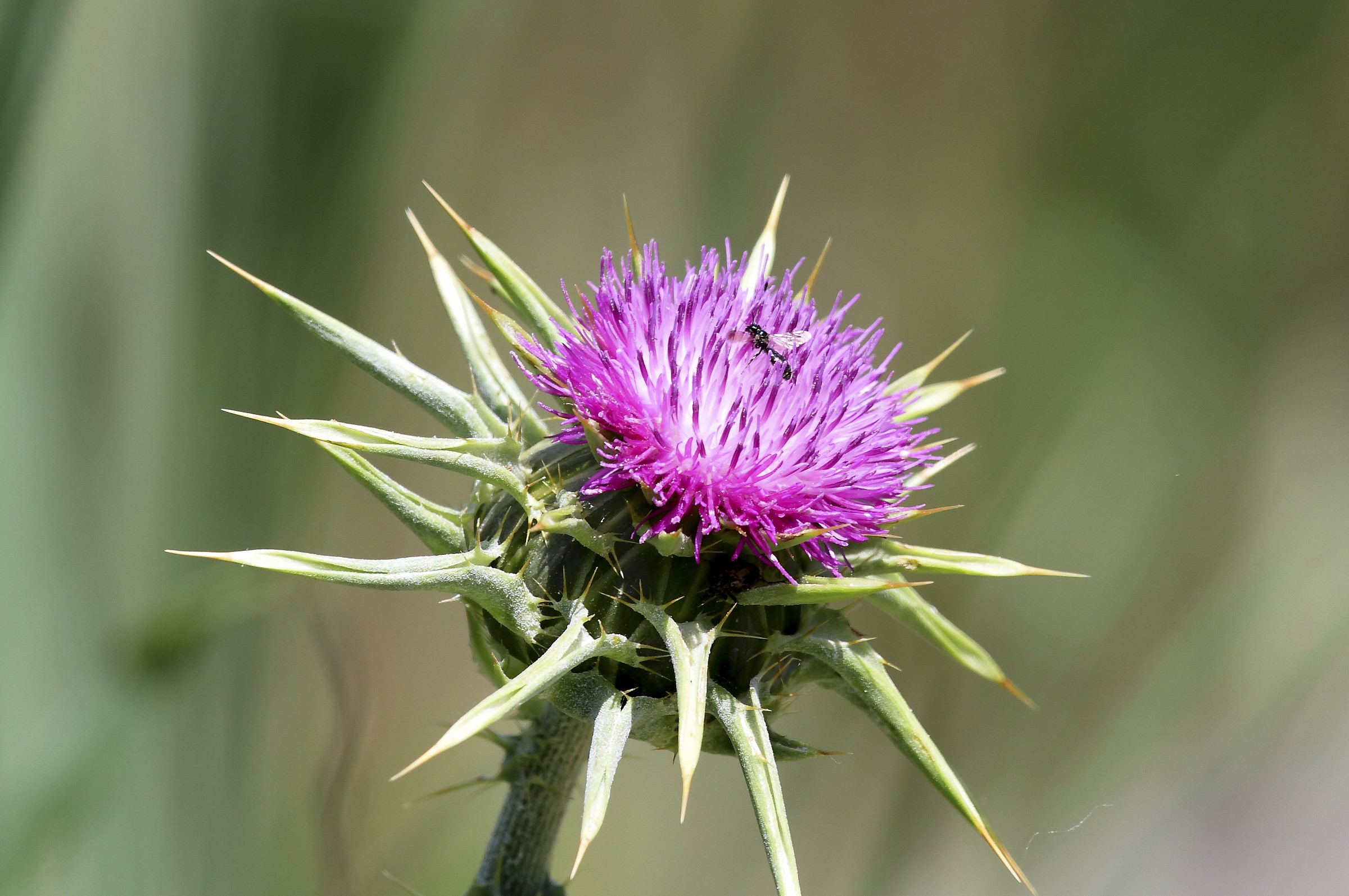 cardo mariano, silybum marianum